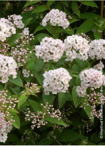 DEUTZIA compacta LAVENDER TIME