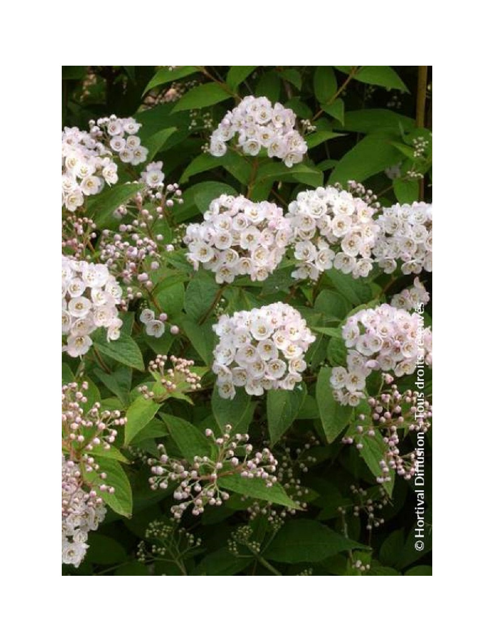 DEUTZIA compacta LAVENDER TIME