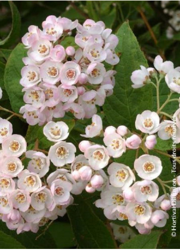 DEUTZIA compacta LAVENDER TIME