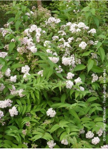 DEUTZIA compacta LAVENDER TIME