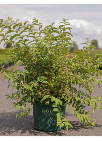 DEUTZIA compacta LAVENDER TIME En pot de 10-12 litres