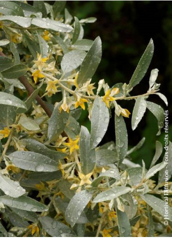 ELAEAGNUS commutata ZEMPIN