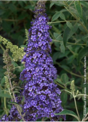 BUDDLEJA davidii RÊVE DE PAPILLON BLUE