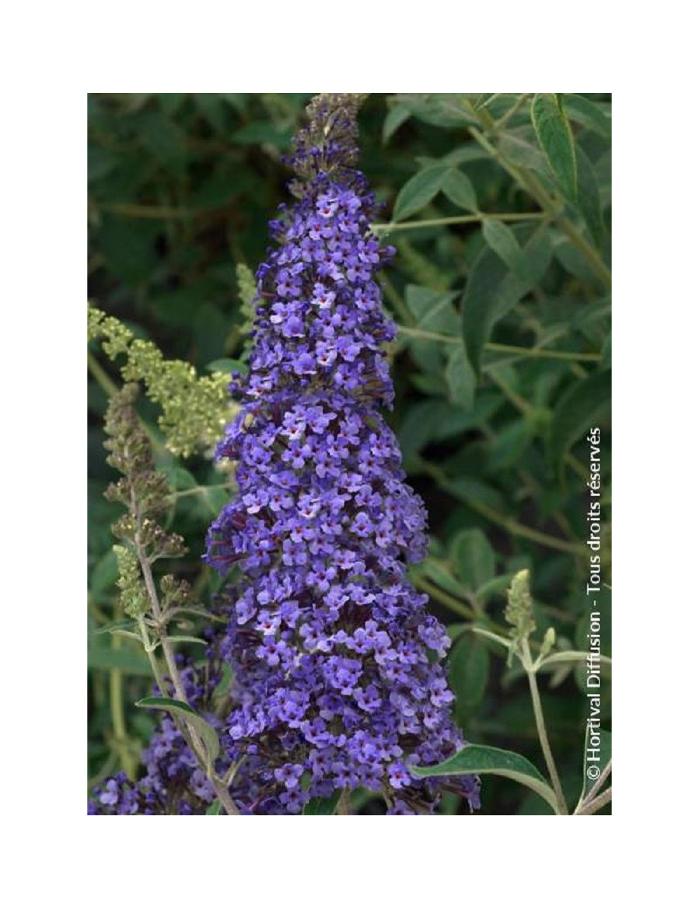 BUDDLEJA davidii RÊVE DE PAPILLON BLUE