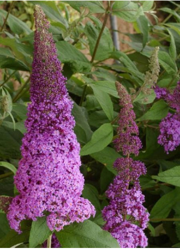 BUDDLEJA davidii RÊVE DE PAPILLON PINK