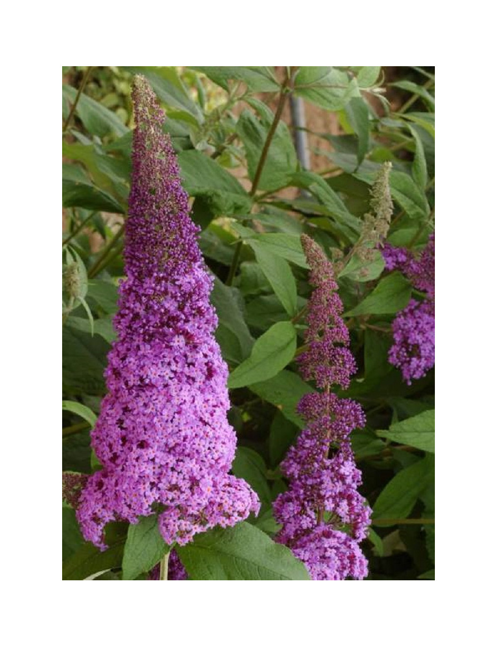 BUDDLEJA davidii RÊVE DE PAPILLON PINK