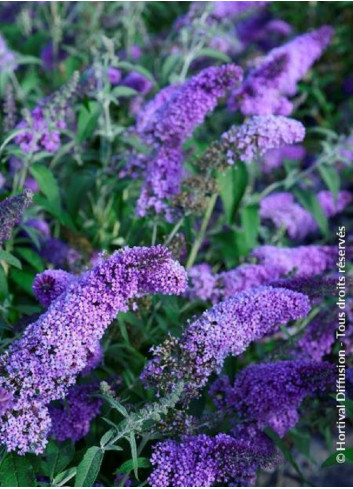 BUDDLEJA davidii RÊVE DE PAPILLON LAVENDER