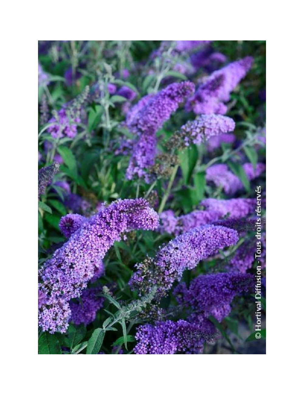 BUDDLEJA davidii RÊVE DE PAPILLON LAVENDER