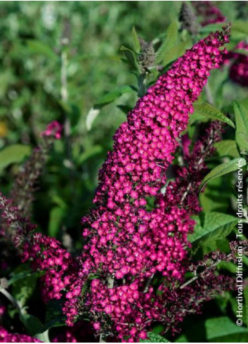 BUDDLEJA davidii RÊVE DE PAPILLON RED