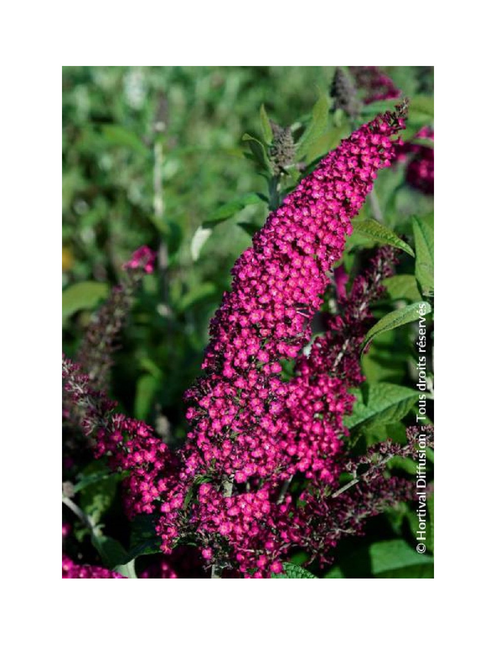 BUDDLEJA davidii RÊVE DE PAPILLON RED