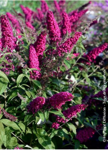 BUDDLEJA davidii RÊVE DE PAPILLON RED