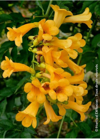 CAMPSIS tagliabuana GOLDEN TRUMPET