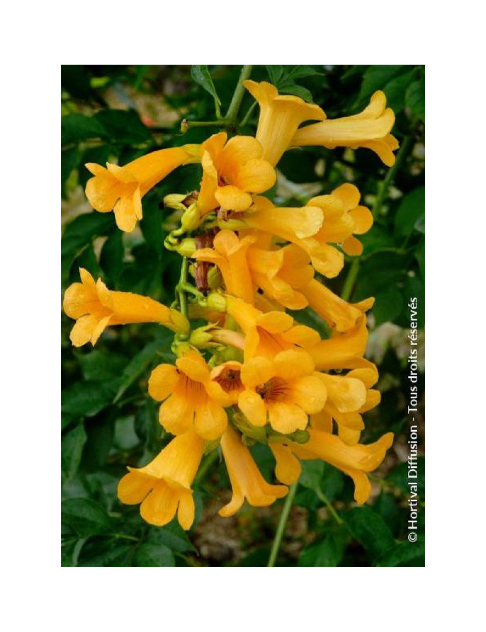 CAMPSIS tagliabuana GOLDEN TRUMPET