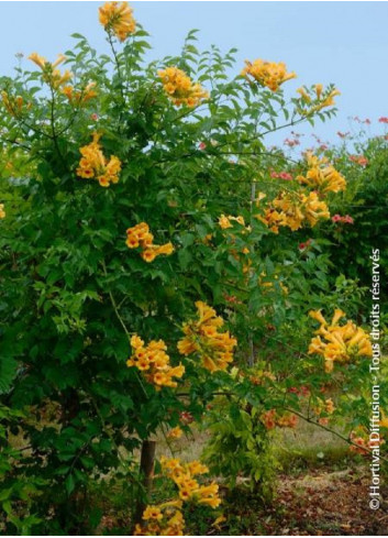 CAMPSIS tagliabuana GOLDEN TRUMPET