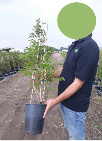 CAMPSIS En pot de 4-5 litres