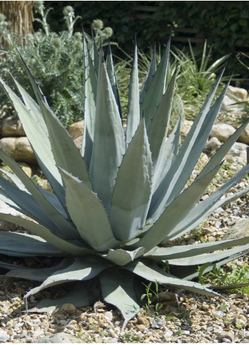 AGAVE americana