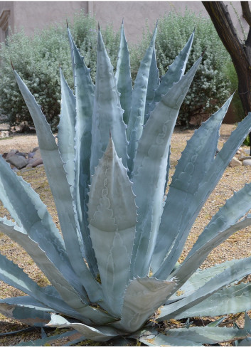 AGAVE americana