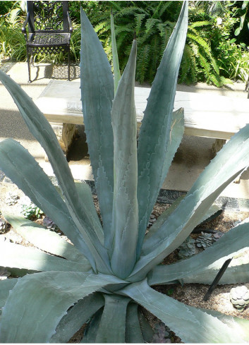 AGAVE americana