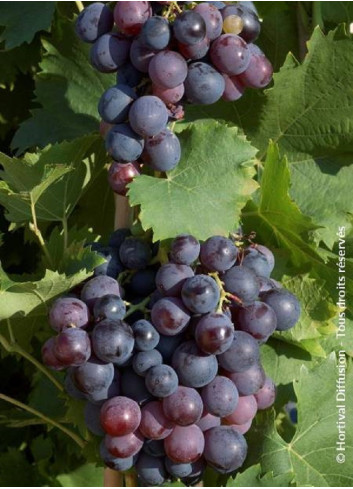 Topiaire (Plante taillée) - VIGNE DE TABLE