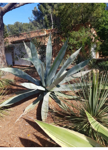 AGAVE americana