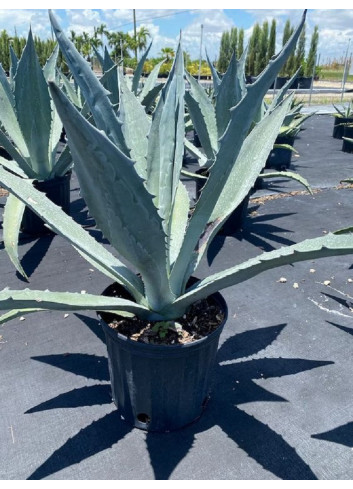 AGAVE americana En pot de 25-30 litres