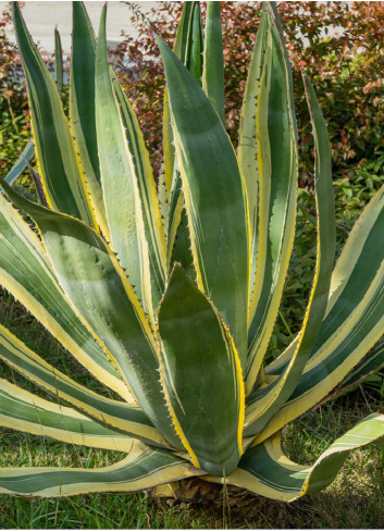 AGAVE americana VARIEGATA