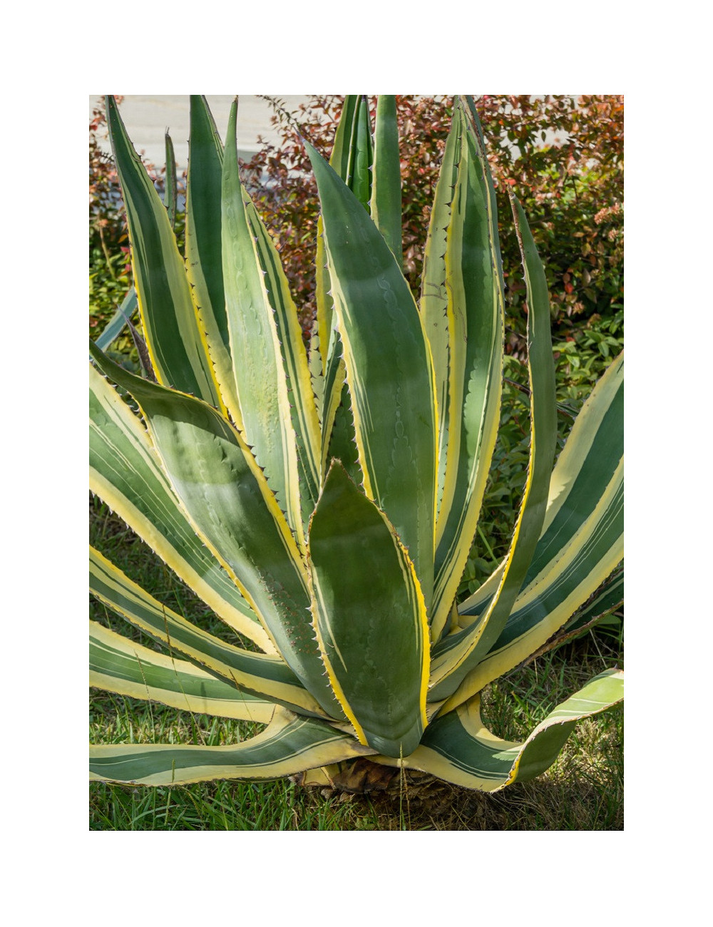 AGAVE americana VARIEGATA