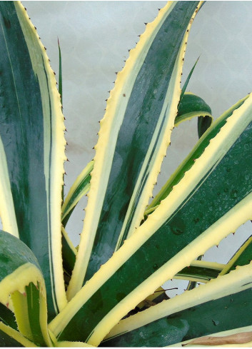 AGAVE americana VARIEGATA