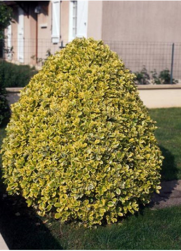 EUONYMUS japonicus AUREOMARGINATUS