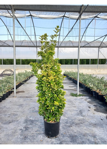 EUONYMUS japonicus AUREOMARGINATUS En pot de 30-35 litres