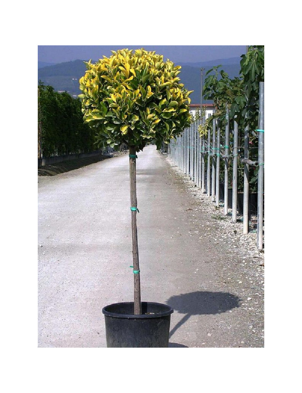 EUONYMUS japonicus AUREOMARGINATUS (Fusain du Japon doré) En pot forme tige hauteur du tronc 090-110 cm