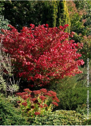 EUONYMUS alatus COMPACTUS