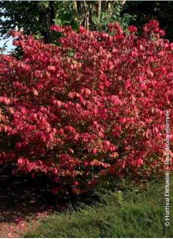 EUONYMUS alatus COMPACTUS