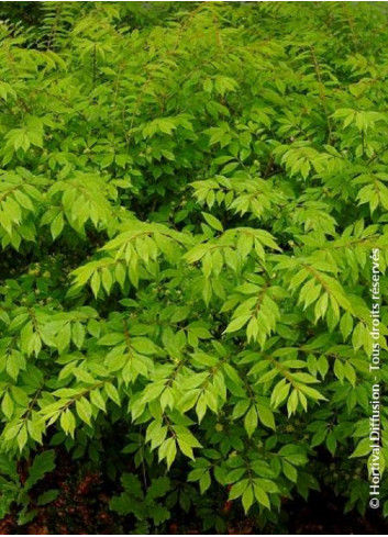 EUONYMUS alatus COMPACTUS