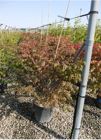 EUONYMUS alatus COMPACTUS En pot de 15-20 litres