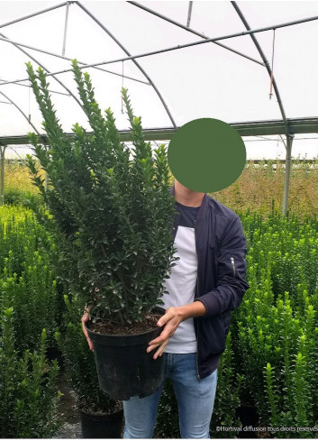 EUONYMUS japonicus BENKOMOKI En pot de 10-12 litres