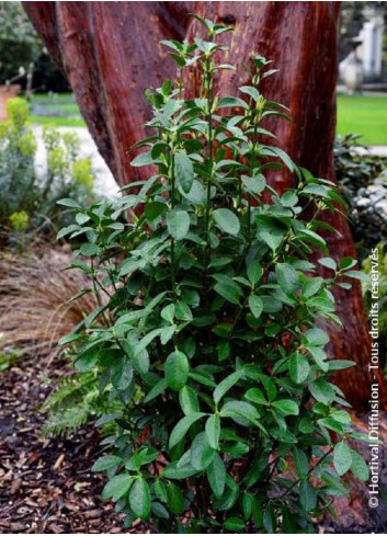 EUONYMUS japonicus GREEN MILLENIUM