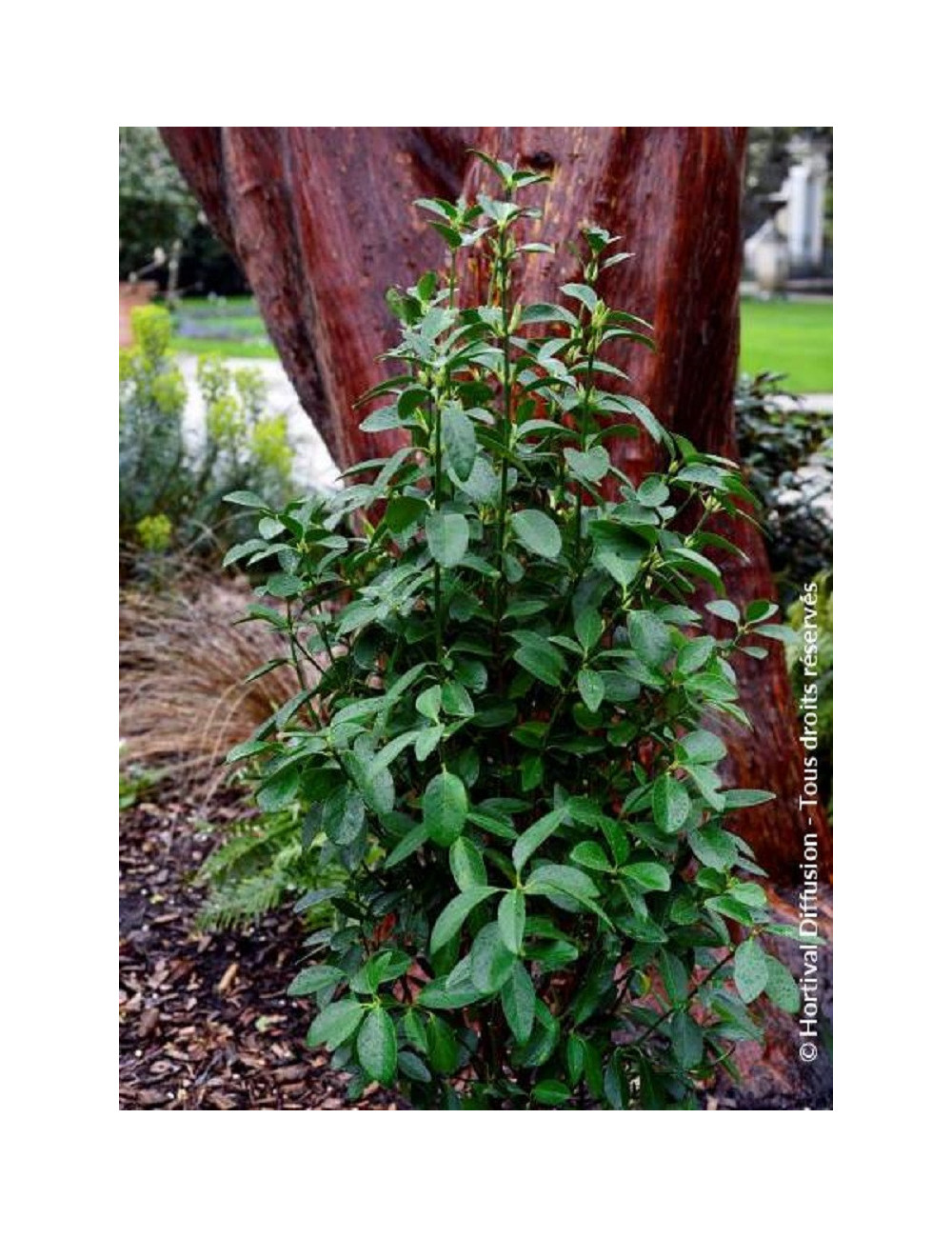 EUONYMUS japonicus GREEN MILLENIUM