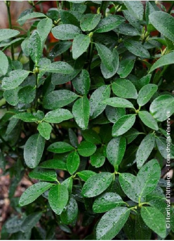 EUONYMUS japonicus GREEN MILLENIUM