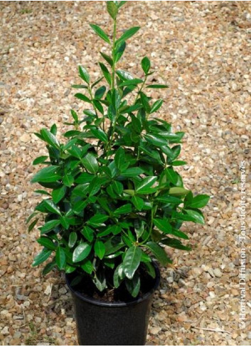 EUONYMUS japonicus GREEN MILLENIUM  En pot de 4-5 litres