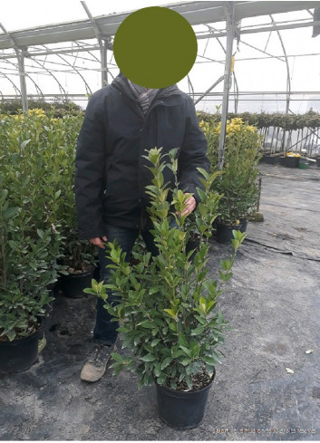 EUONYMUS japonicus GREEN MILLENIUM  En pot de 10-12 litres