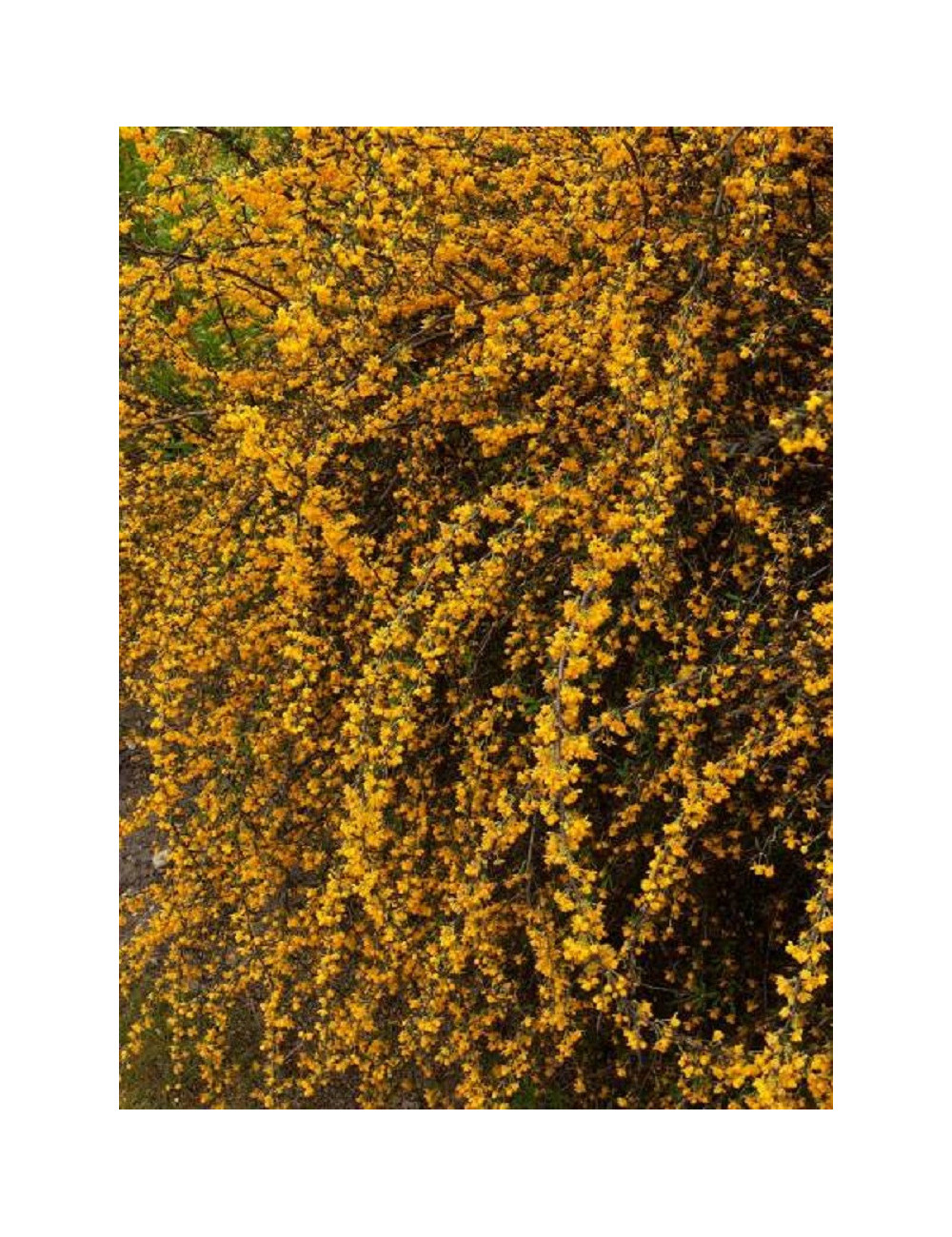 BERBERIS stenophylla