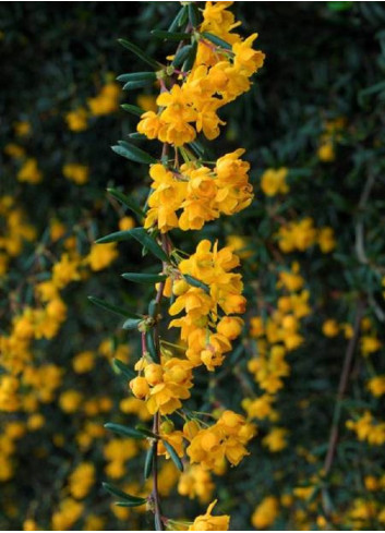 BERBERIS stenophylla