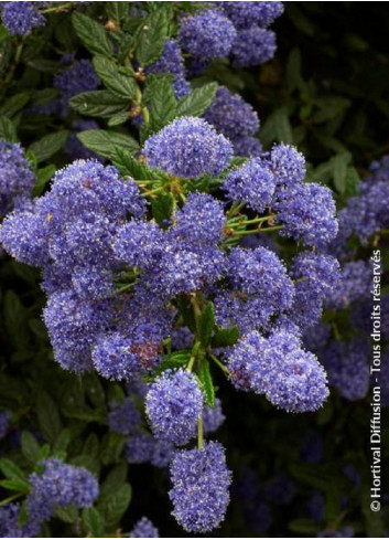 CEANOTHUS CONCHA