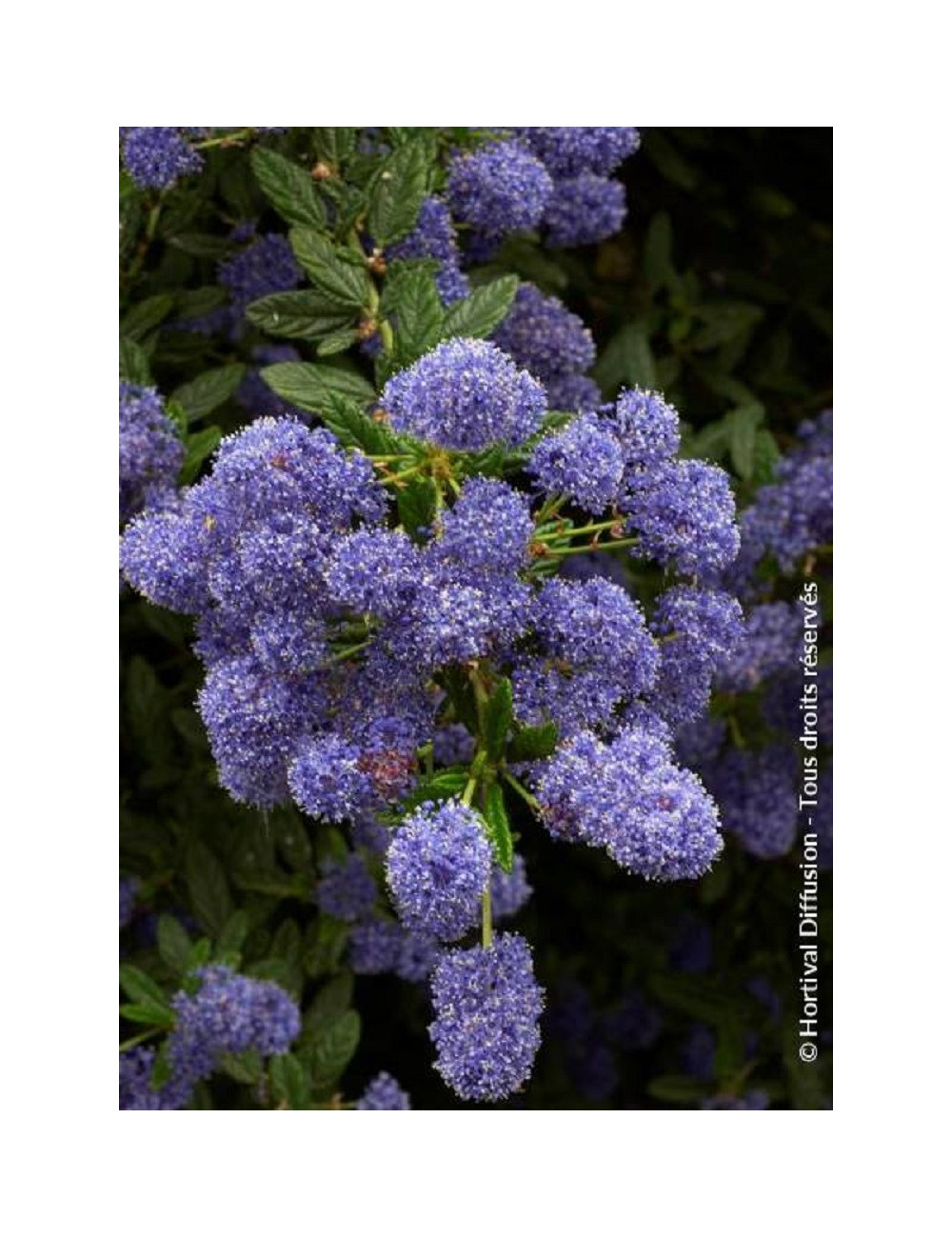 CEANOTHUS CONCHA