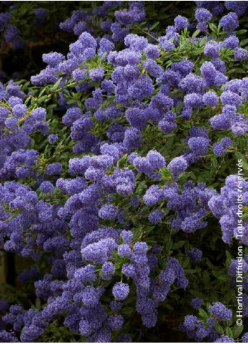 CEANOTHUS CONCHA