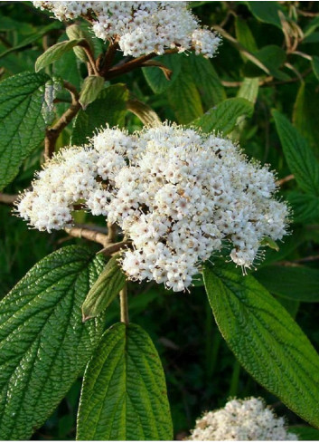 VIBURNUM RHYTIDOPHYLLUM