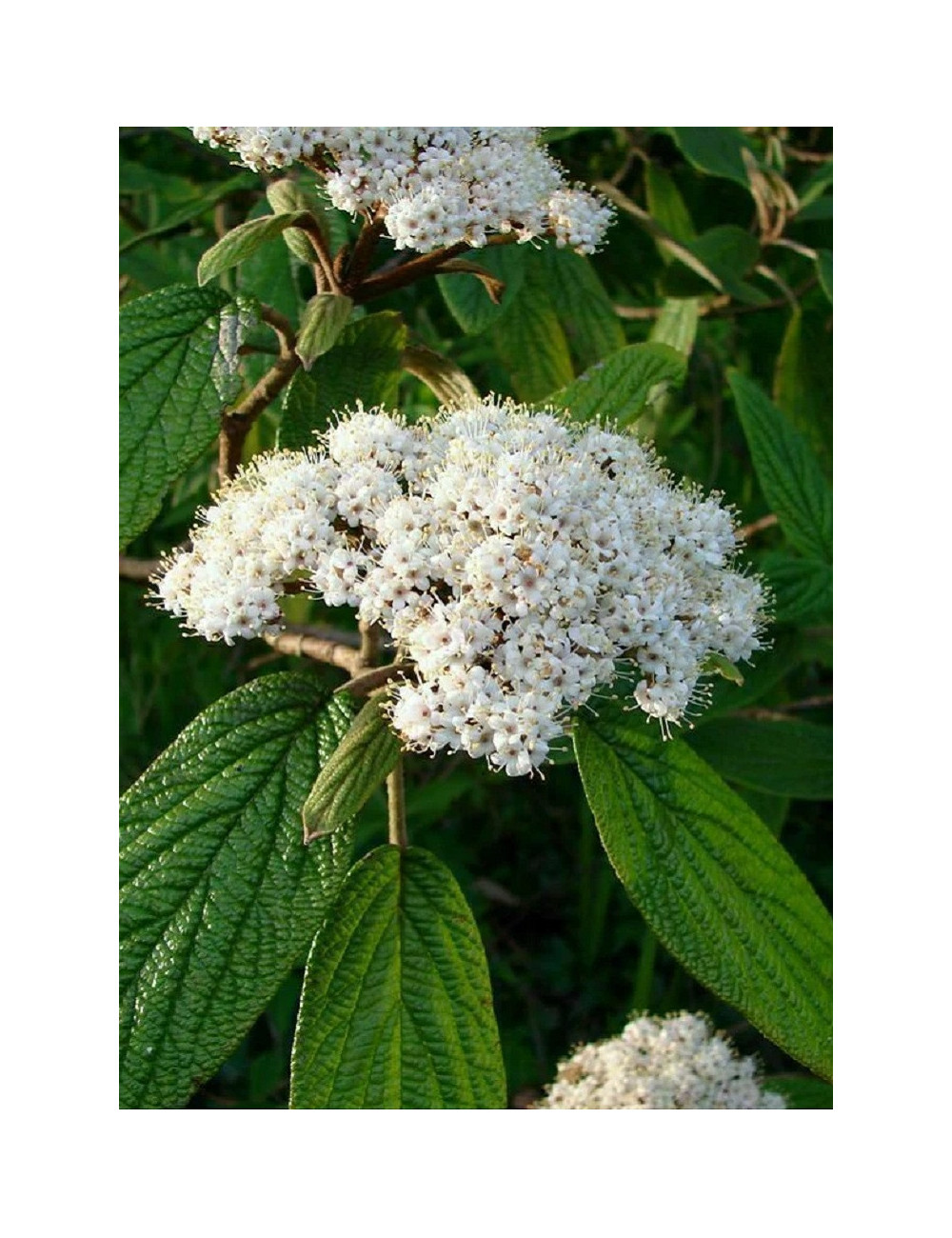 VIBURNUM RHYTIDOPHYLLUM