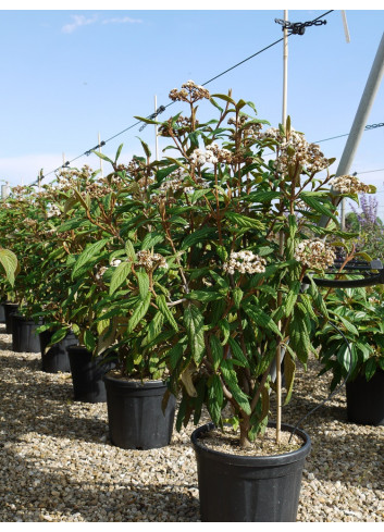 VIBURNUM RHYTIDOPHYLLUM En pot de 15-20 litres