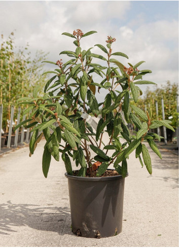 VIBURNUM RHYTIDOPHYLLUM En pot de 25-30 litres